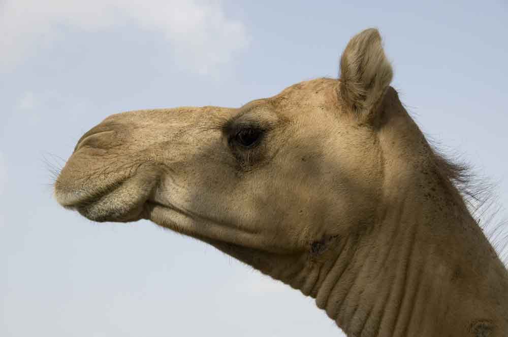 Camello - centro reserva nacional de Camellos - Bikaner - India 5.jpg
